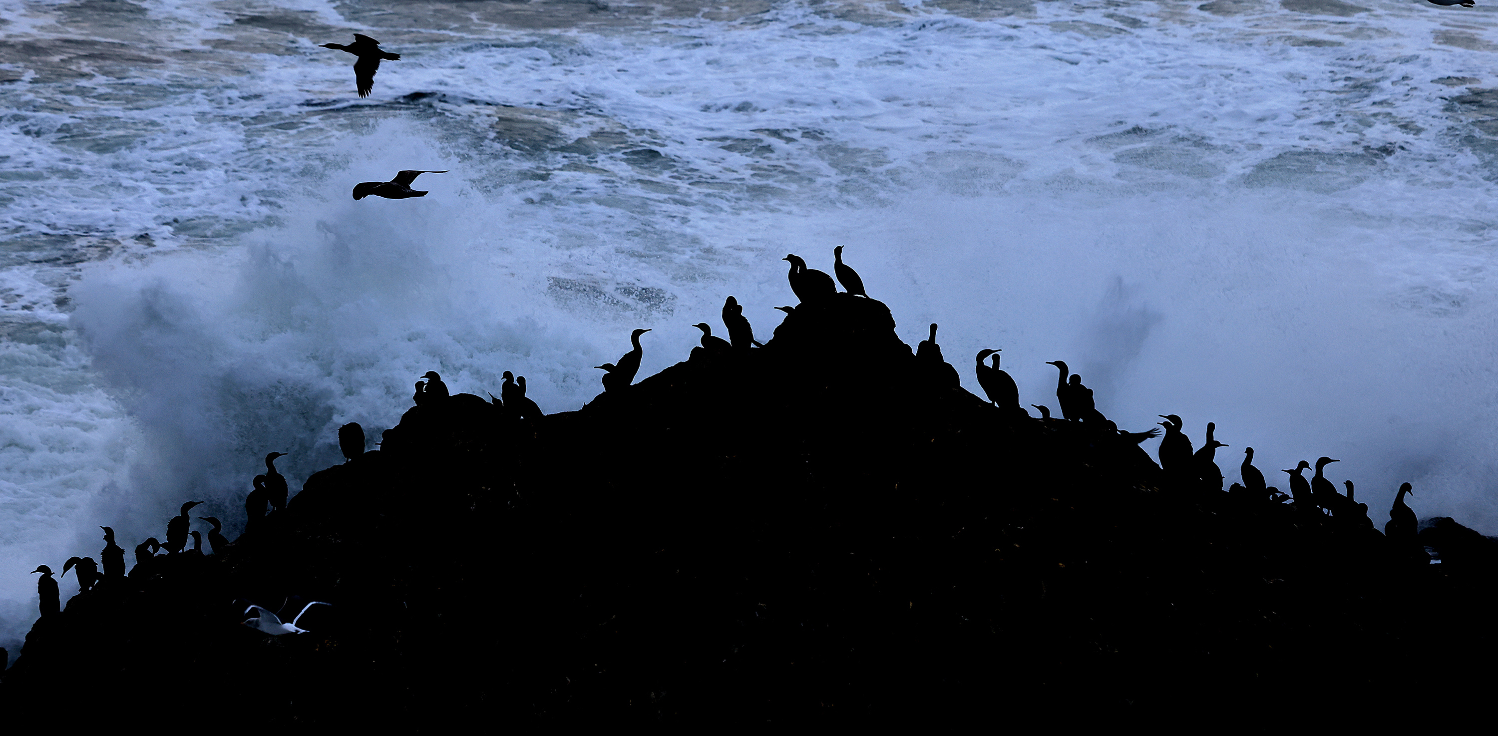 Cormorants wait for the sun to break from a thunderstorm...