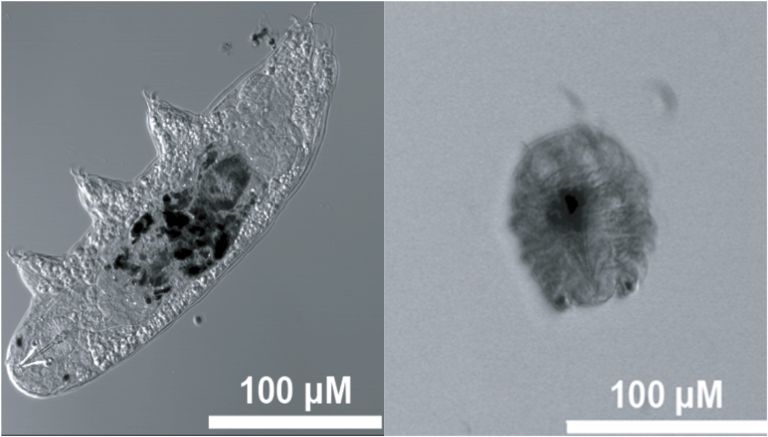 Left: hydrated tardigrade with 100 µm scale bar. Right: dehydrated tardigrade condensed into a tight ball with 100 µm scale bar.