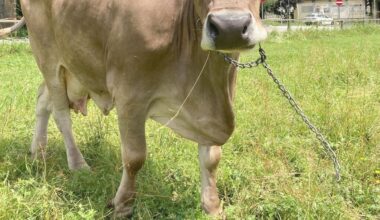 Watch Veronika the brown cow pick up a rake to scratch herself—a scientific first