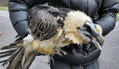 A bearded vulture help under someone's arm like an oversized football