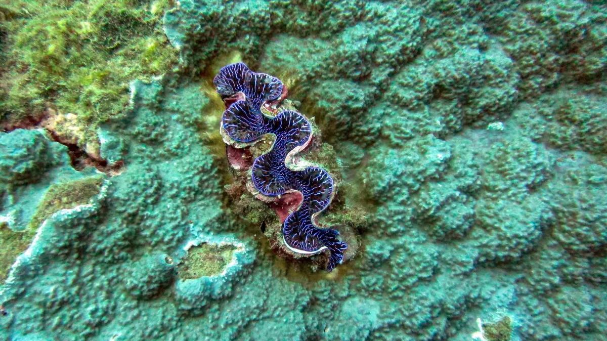 Tridacna maxima, Maloata, American Sāmoa