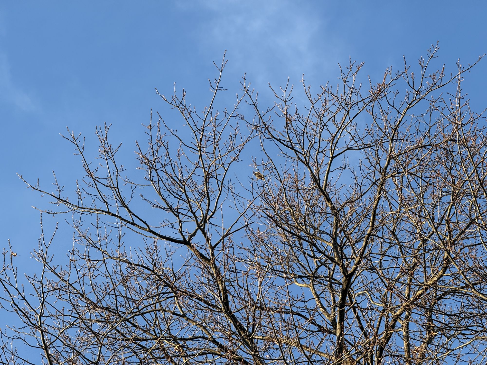 Shiftcam 240mm Super Zoom Tele zoom sample.