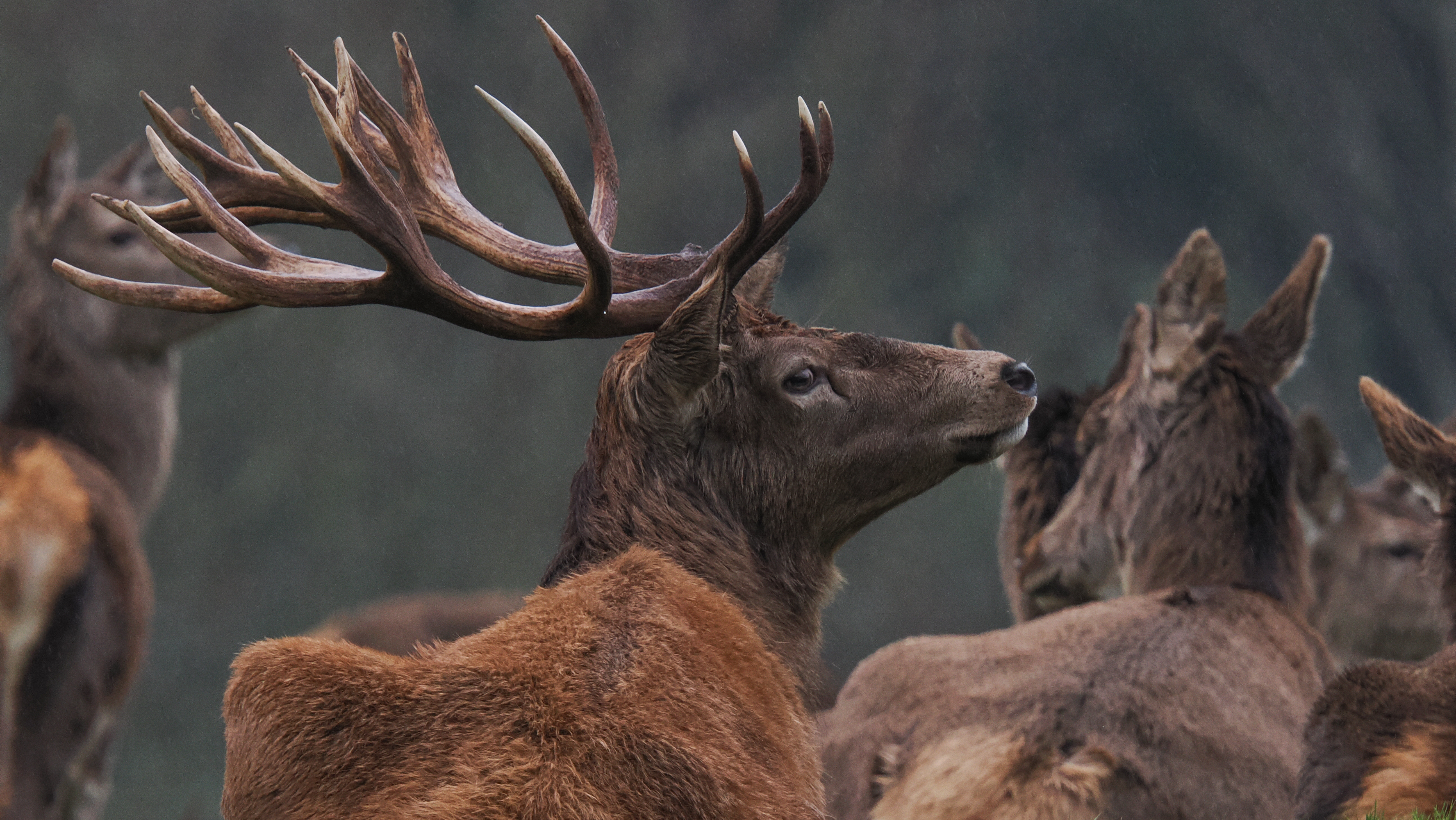 A wildlife photo taken on an OM System OM-1 Mark II mirrorless Micro Four Thirds camera