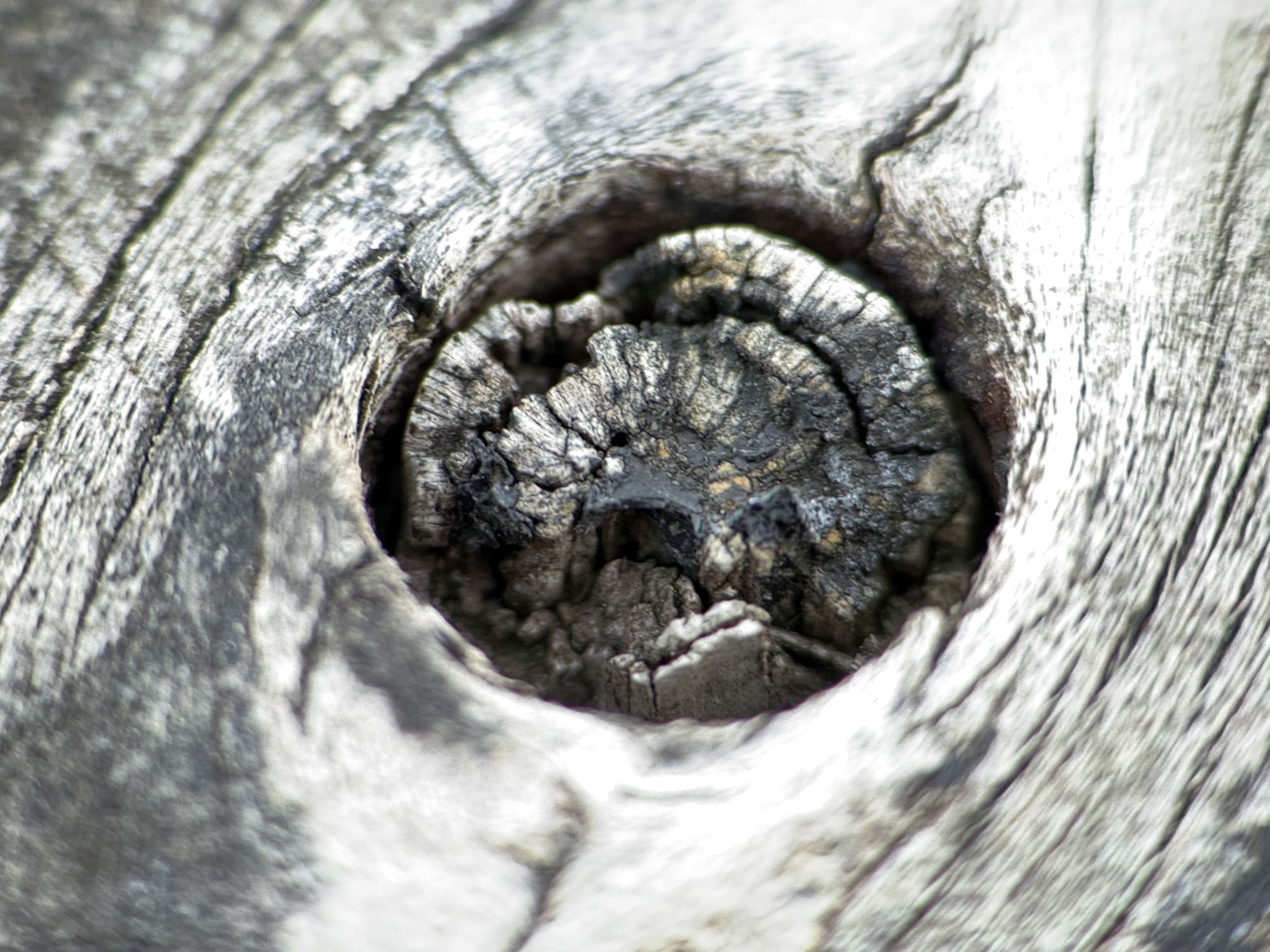 Shiftcam 240mm Super Zoom Tele macro sample.