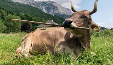 First-ever flexible tool use seen in a cow suggests livestock are smarter than believed