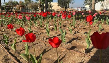 Over 50,000 Dutch tulips brighten Gaza border communities