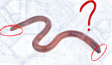 Formless, Faceless, Directionless: Earthworms Defy Architectural Logic