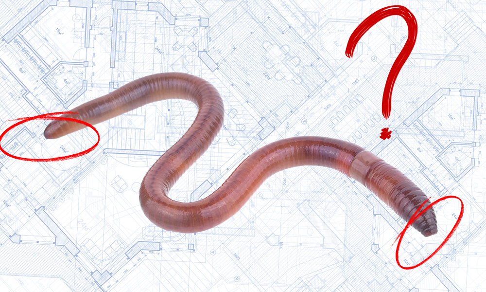 Formless, Faceless, Directionless: Earthworms Defy Architectural Logic