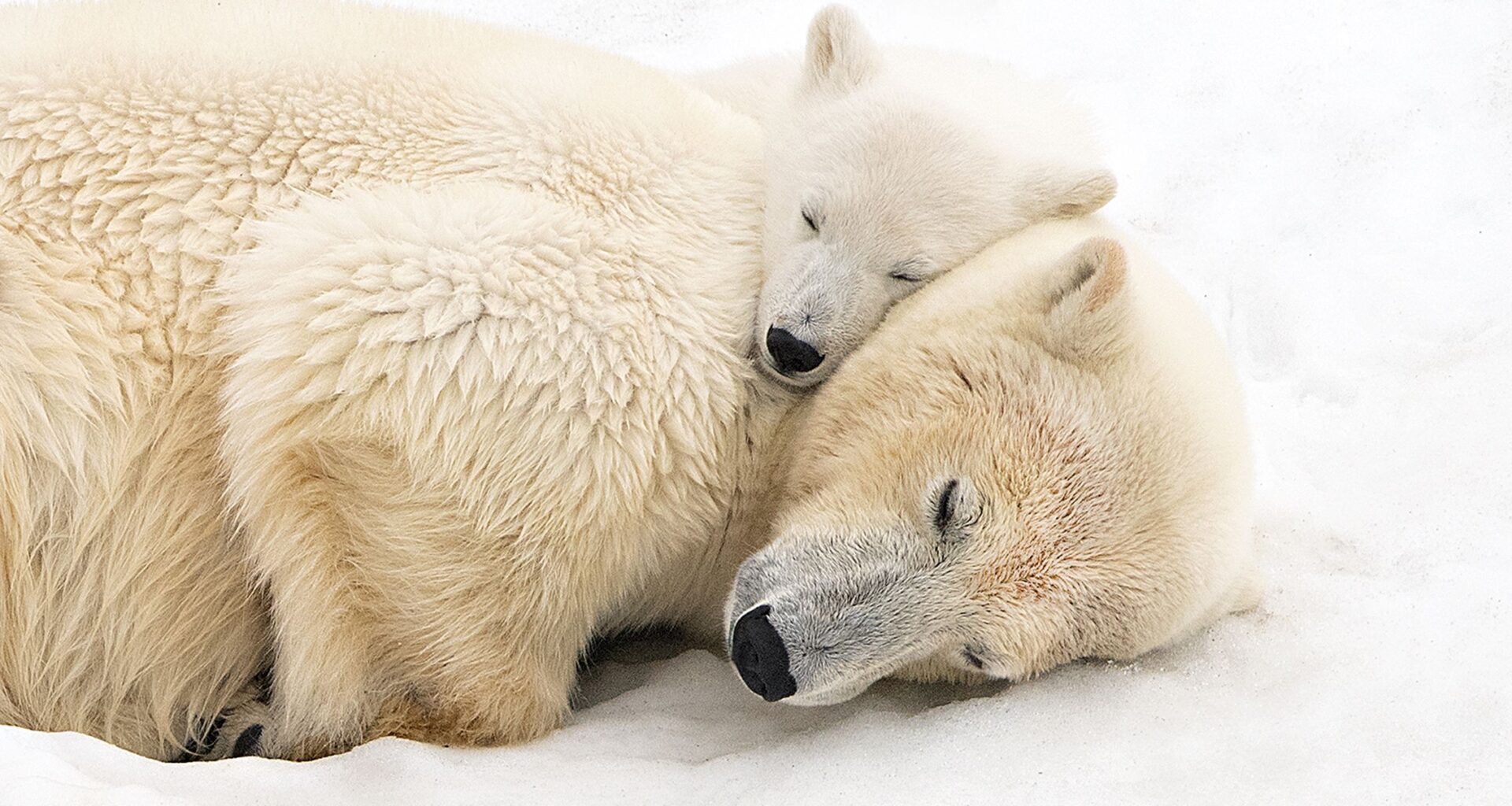 "No photograph is worth more than the life it portrays or the landscape it inhabits" – intimate arctic moment of mother and cub recognized in photo competition