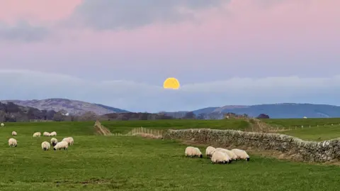 A yellow moon on light blue clouds with a pale pink sky. A field down below has groups of sheep grazing bright green grass, with fields divided by stone walls