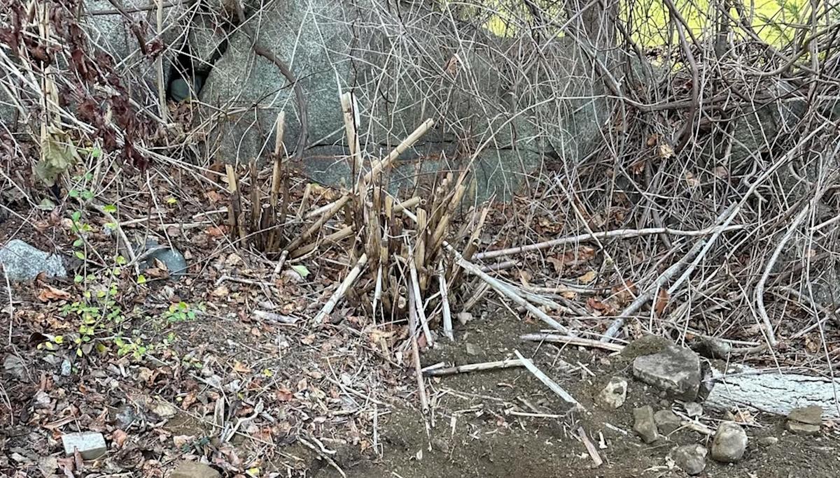 Homeowner shares photo while battling harmful growth in yard: 'Nasty'