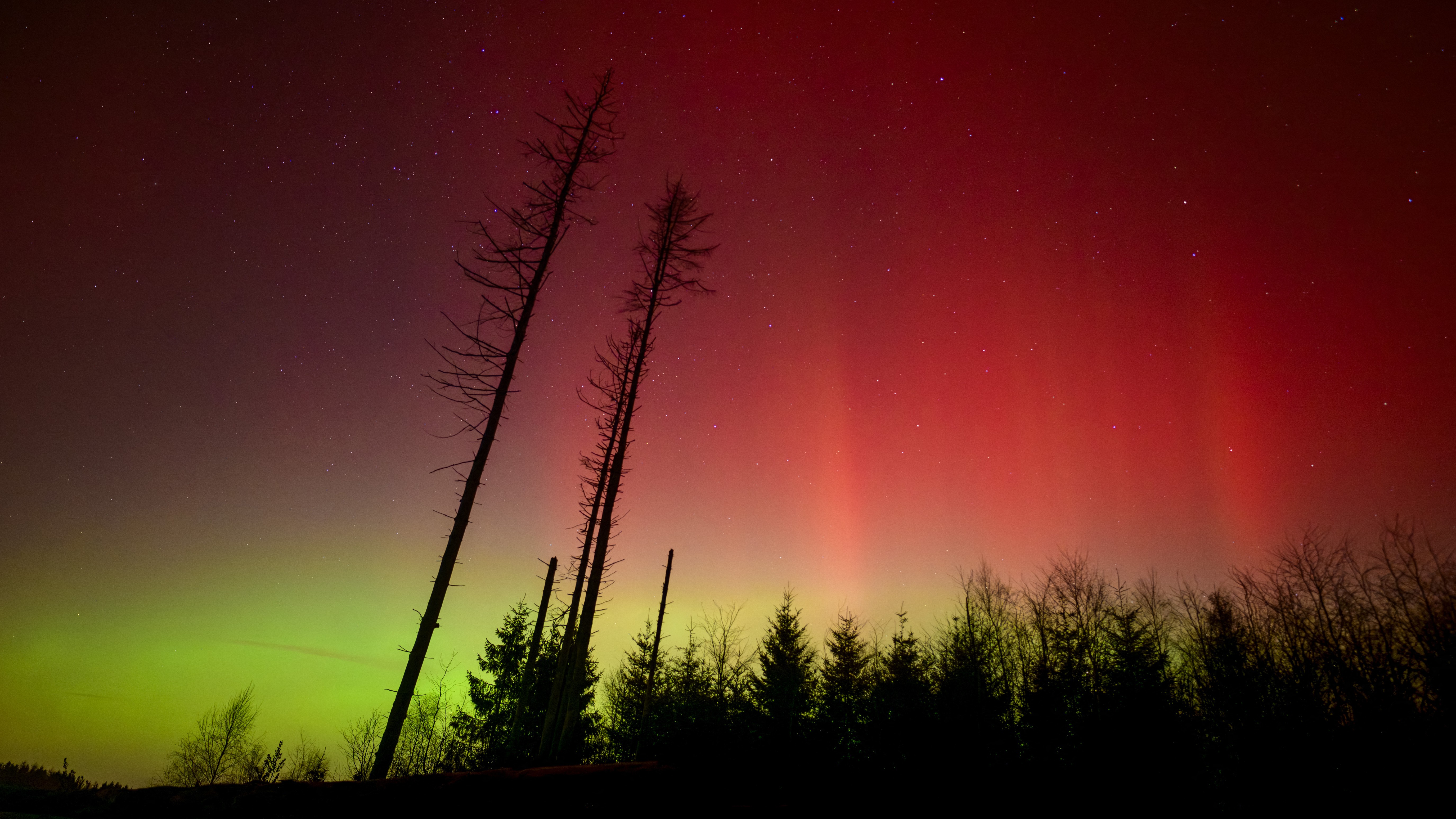 vivid red and green auroras fill the sky with trees silhouetted in the foreground.