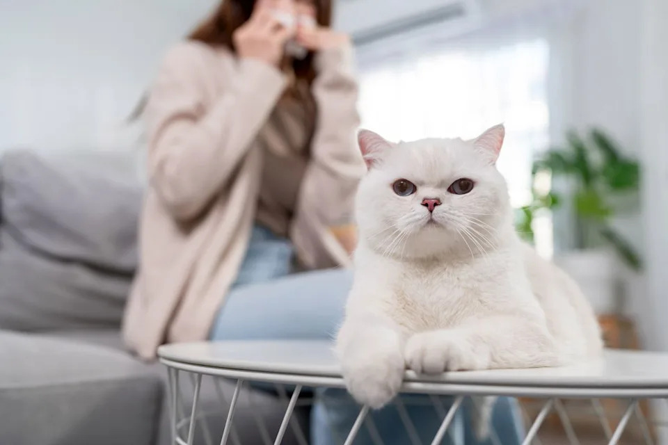 Getty Woman sneezing as a cat sits on a table (stock image)