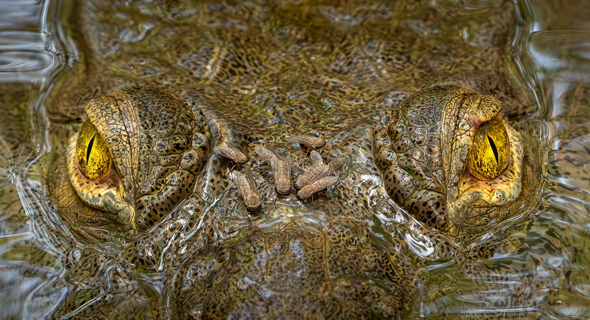 Crocodile with flies on head.