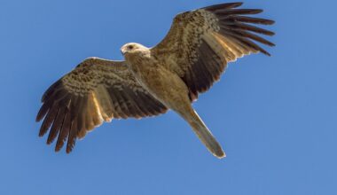 Unique raptor with loud whistling call