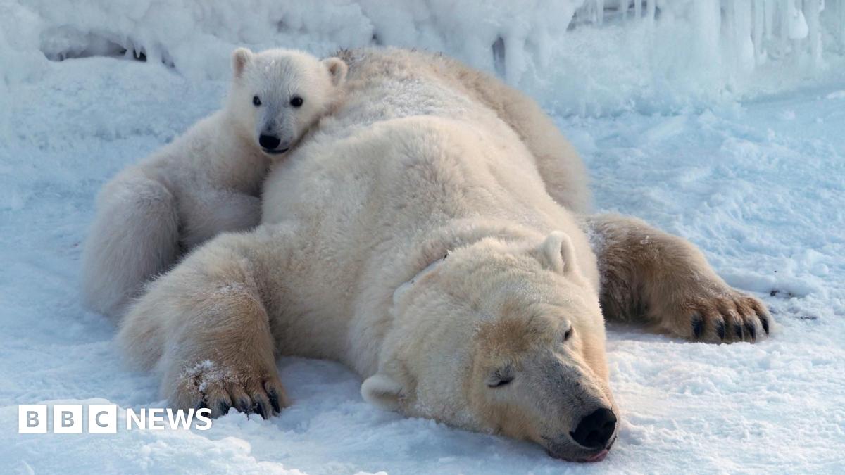 A sedated polar bear is seen up close with two scientists examining the animal. One researcher is holding the animal's mouth open while the other captures images of its teeth to assess its health. The animal has huge, yellowing teeth.
