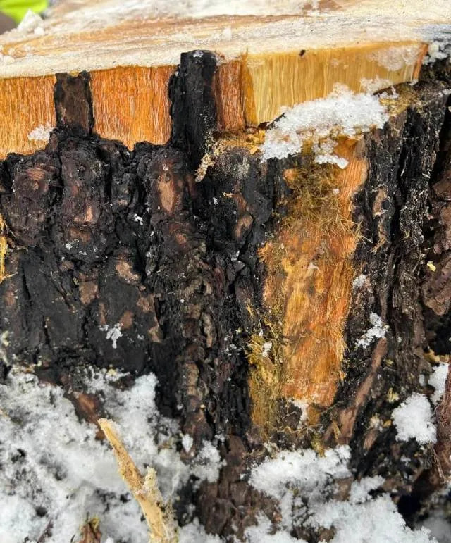 Invasive species can be a headache for homeowners. The removal of a plant that's overgrowing and soaking up precious resources other species need can be costly and time-consuming.