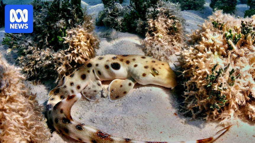 These 'walking' epaulette sharks can make and lay eggs without spending extra energy, scientists say