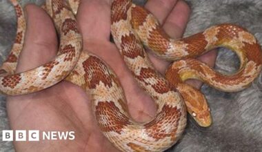 'My shock at finding second snake in 10 days in my garden'