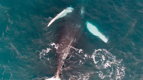 Brendon White A humpback whale is pictured upside down on its back in the water. It has a grey underside and the bottom of its fins are white. The water is blue. 