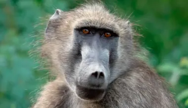 Kisumu residents capture baboons, take them to KWS as invasion escalates