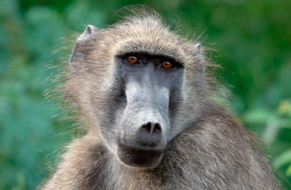 Kisumu residents capture baboons, take them to KWS as invasion escalates