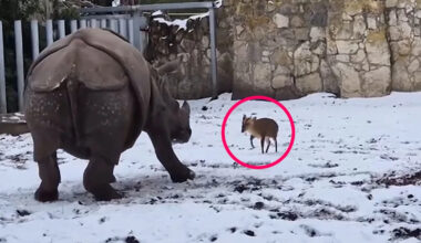 Tiny Deer Takes on 1.7-Ton Rhinoceros