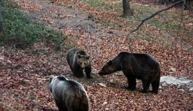 Brown bear population nearly doubles without added damage, study finds