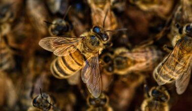 honey bee, against a background of other bees