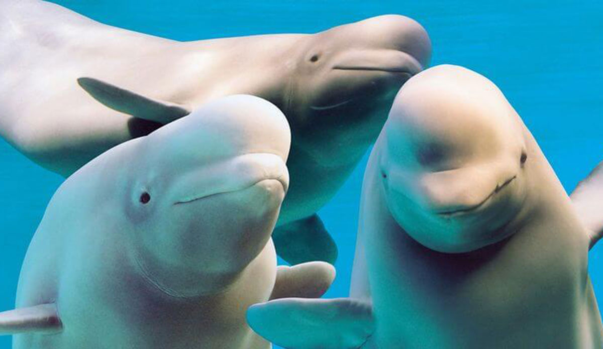 Beluga whales at Marineland in a tank