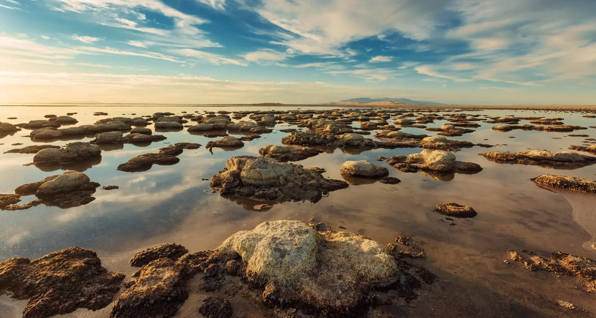 A never-before-seen creature has been found in the Great Salt Lake