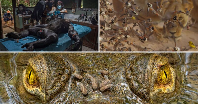 A collage of three wildlife photos: a veterinary team treats a sedated chimpanzee, birds flock around a watchful lion, and a close-up of a crocodile's eyes with several butterflies resting on its head.