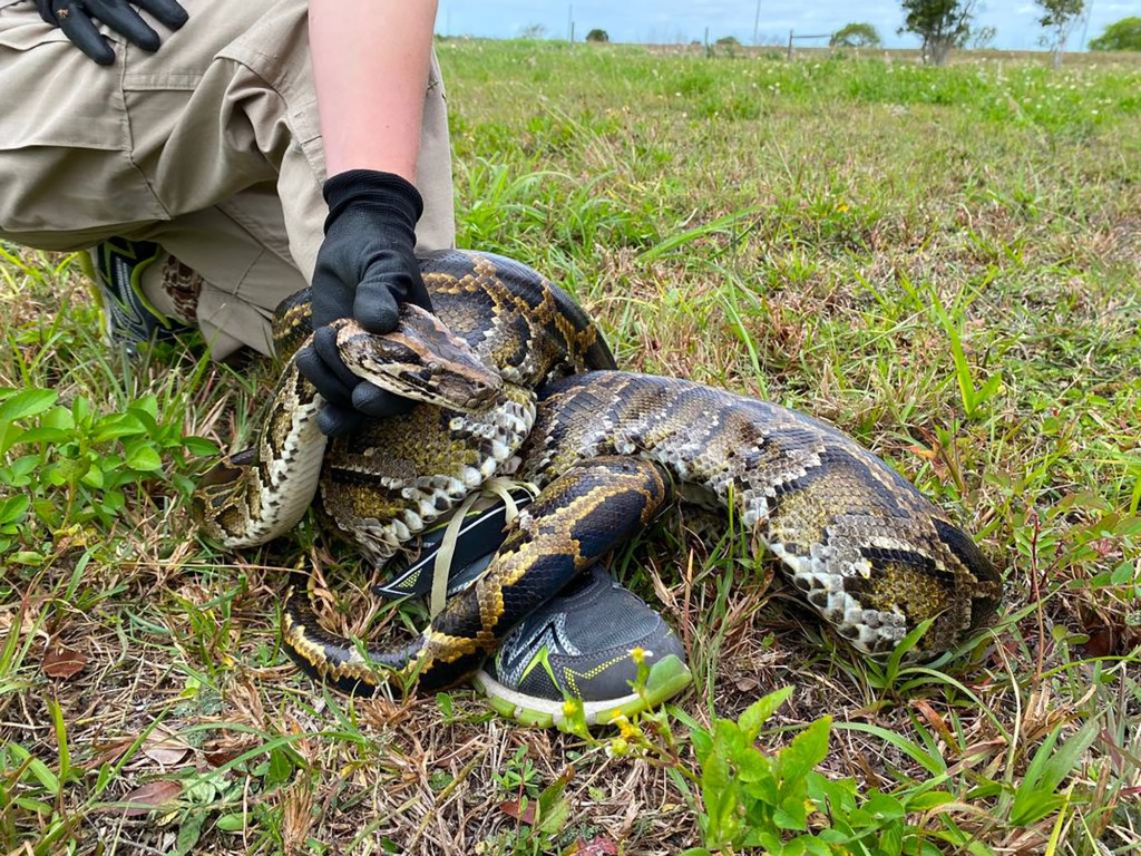 Person in gloves holding a Burmese python in a grassy field.
