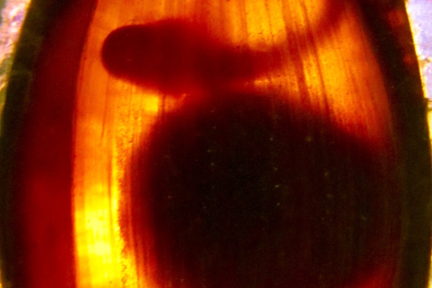 light shining through a shark egg showing the outline of a baby shark