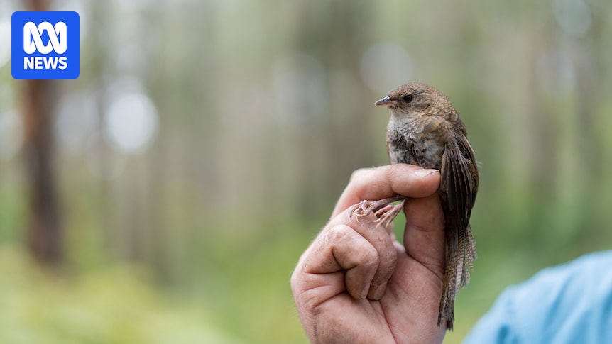 Rufous scrub-bird DNA project aims to safeguard ancient and elusive songbird