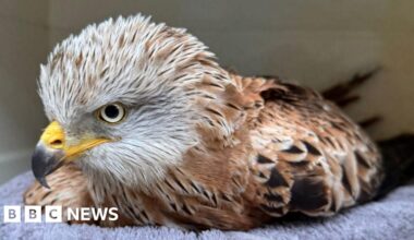 Red kite 'doing really well' after Marden roadside rescue