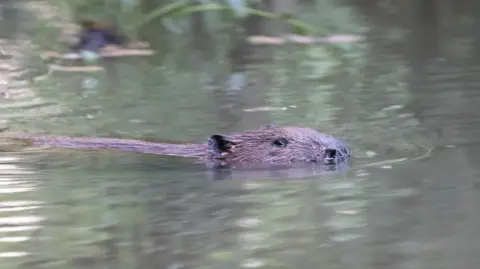 PA Media A beaver swimming in water with its back, eyes, ears and nose just breaking the surface.