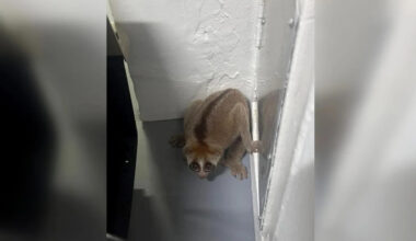 Endangered Sunda slow loris rescued from HDB block near Sin Ming