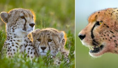 Two cheetahs rest closely together in tall grass on the left, while a close-up of a cheetah’s face with its mouth slightly open appears on the right, both set against blurred natural backgrounds.