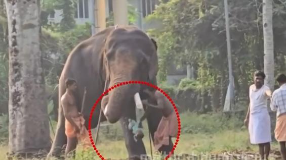 Reckless act by mahout-father with elephant known for violence; five-month-old baby falls