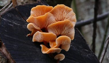 Fungi could reshape the next generation of smart materials – Sciworthy