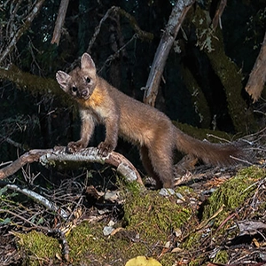 Average adult coastal humboldt martens range from 20-24 inches long, including their tails, which are often about ⅓ of their body length, and weigh only 1.5-3 lbs. Photo by Ben Wymer, A Woods Walk Photography