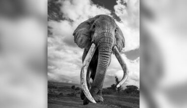 A black and white photo of an African elephant with extremely long, curved tusks standing on open land, with a dramatic cloudy sky in the background. The elephant is photographed from a low angle, emphasizing its size.