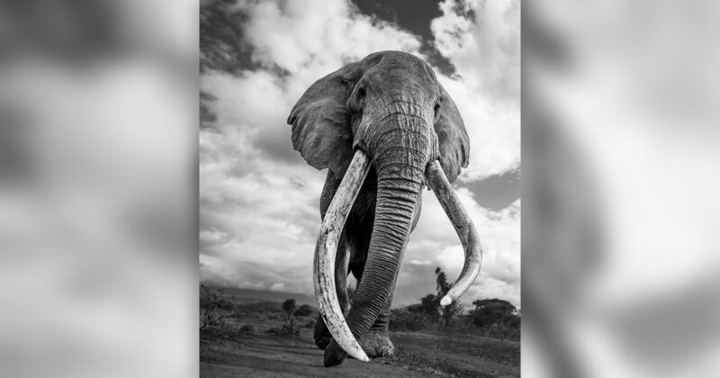 A black and white photo of an African elephant with extremely long, curved tusks standing on open land, with a dramatic cloudy sky in the background. The elephant is photographed from a low angle, emphasizing its size.