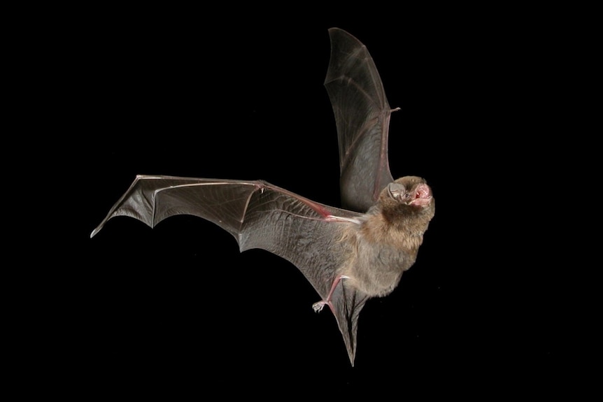 A small bat with wings extended and a furry body flying against a black background