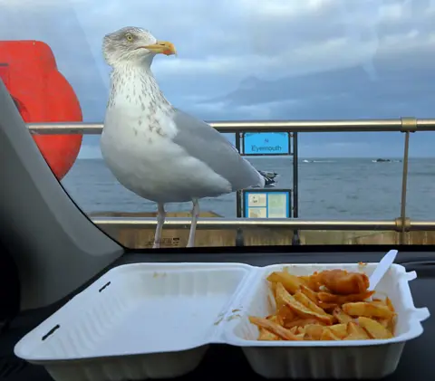Walter Baxter A gull eyes up a portion of chips in Eyemouth