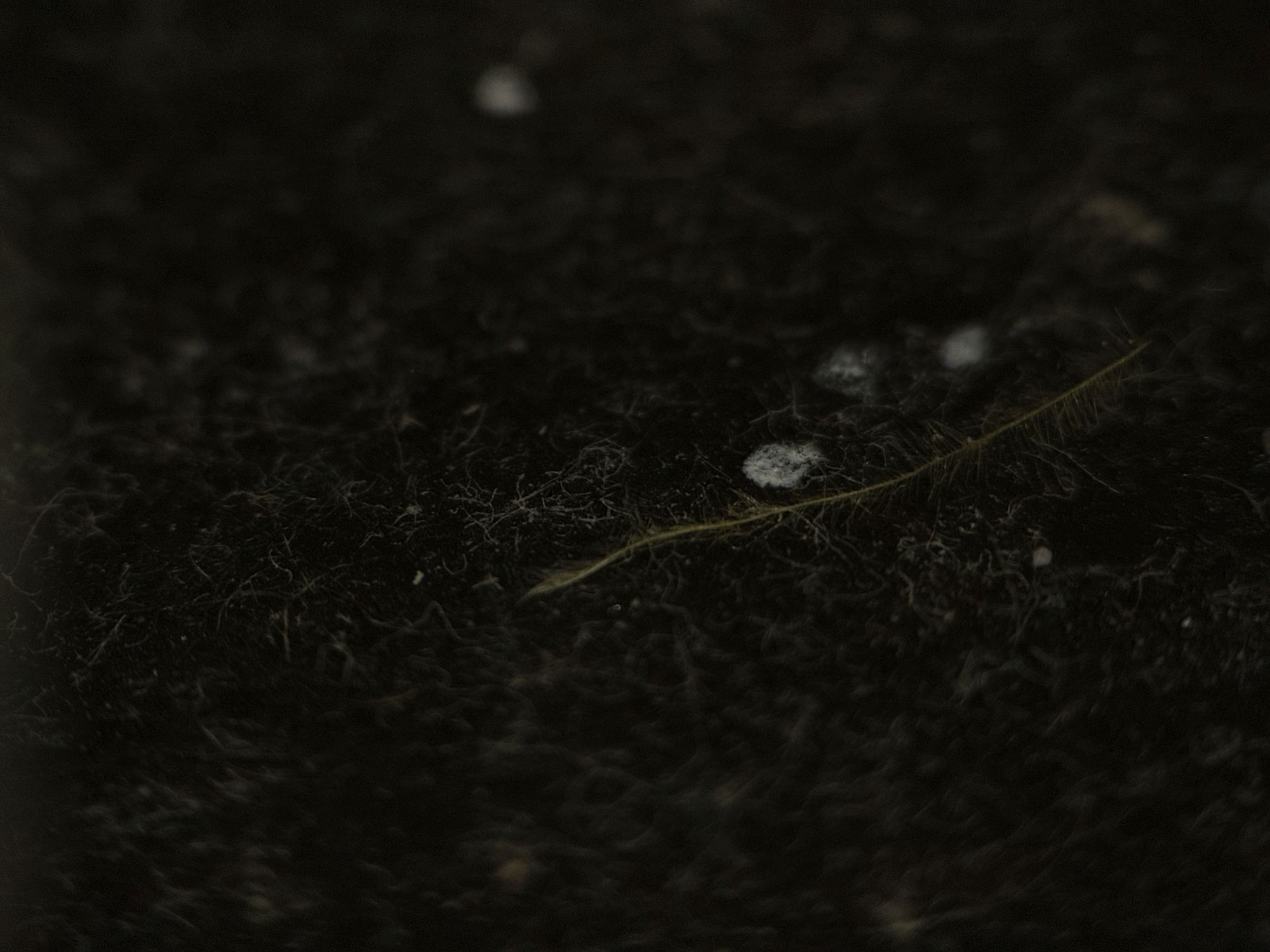 Shiftcam 240mm Super Zoom Tele macro sample.