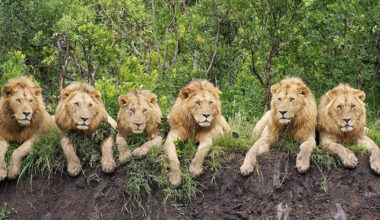 Story Behind Six Lions Relaxing at Serengeti National Park