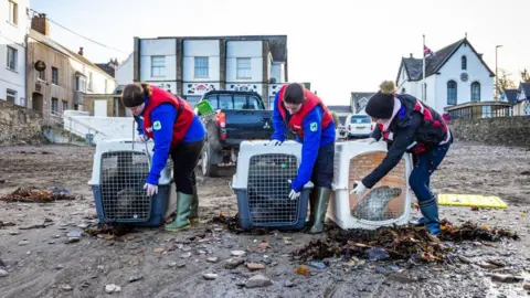 RSPCA Three people wearing RSPCA uniform are leaning over to open three cages which contain the seals they are about to release onto the beach.