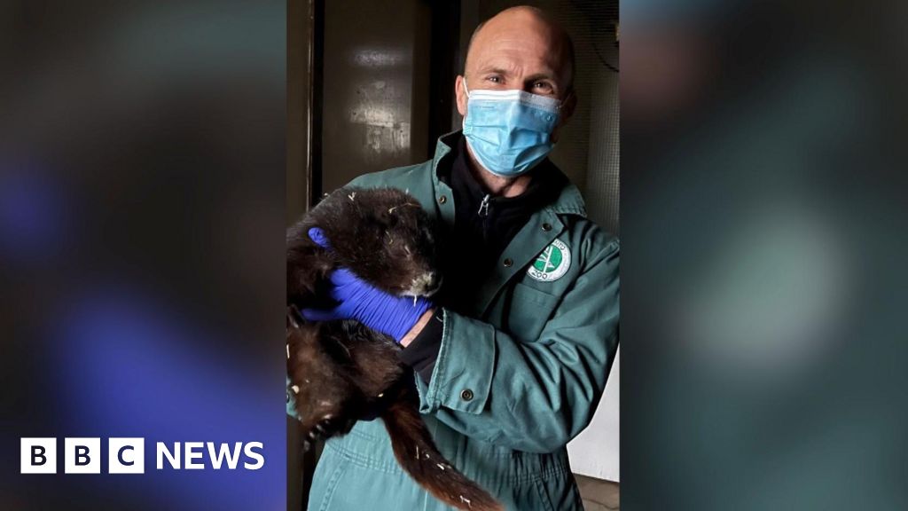 Jersey Zoo appoints Dr Nic Masters as head veterinarian